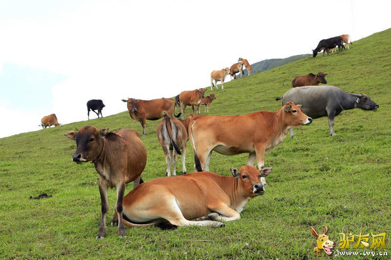 �޶�����ɽ (2).jpg